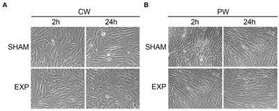 Study of genotoxic and cytotoxic effects induced in human fibroblasts by exposure to pulsed and continuous 1.6 GHz radiofrequency